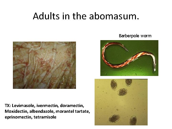 Adults in the abomasum. Barberpole worm TX: Levimasole, ivermectin, doramectin, Moxidectin, albendazole, morantel tartate,