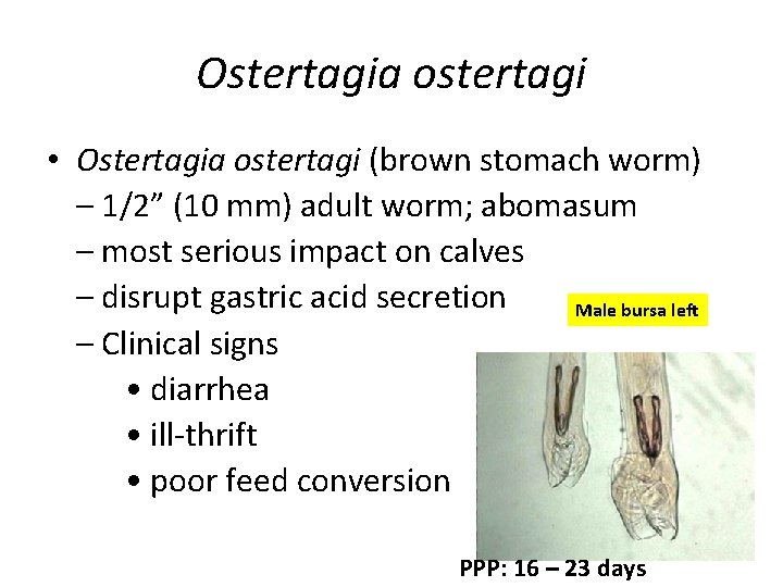 Ostertagia ostertagi • Ostertagia ostertagi (brown stomach worm) – 1/2” (10 mm) adult worm;
