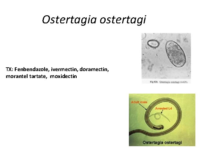 Ostertagia ostertagi TX: Fenbendazole, ivermectin, doramectin, morantel tartate, moxidectin 