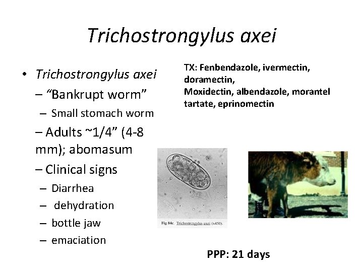 Trichostrongylus axei • Trichostrongylus axei – “Bankrupt worm” – Small stomach worm TX: Fenbendazole,