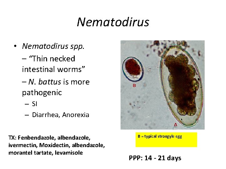 Nematodirus • Nematodirus spp. – “Thin necked intestinal worms” – N. battus is more
