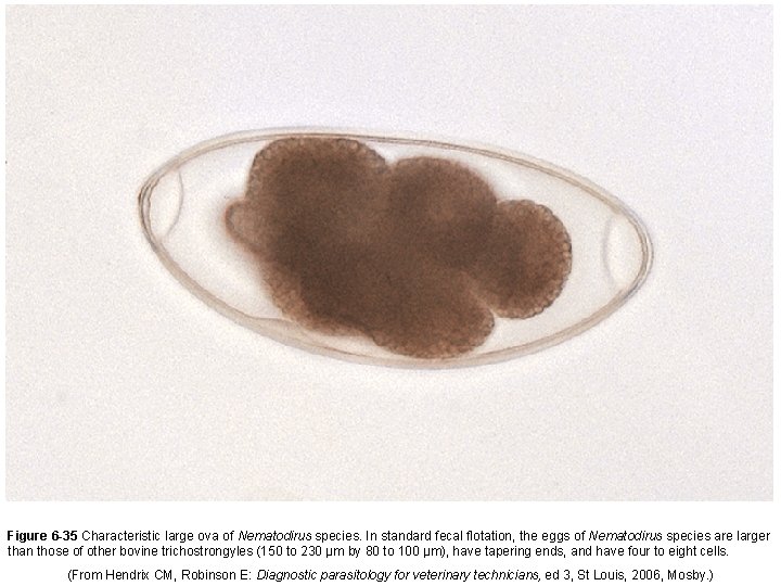 Figure 6 -35 Characteristic large ova of Nematodirus species. In standard fecal flotation, the