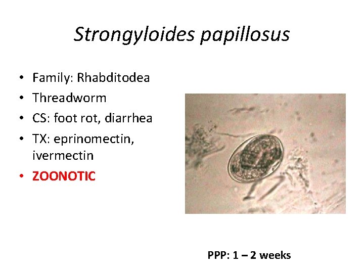 Strongyloides papillosus Family: Rhabditodea Threadworm CS: foot rot, diarrhea TX: eprinomectin, ivermectin • ZOONOTIC