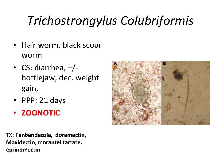 Trichostrongylus Colubriformis • Hair worm, black scour worm • CS: diarrhea, +/‐ bottlejaw, dec.