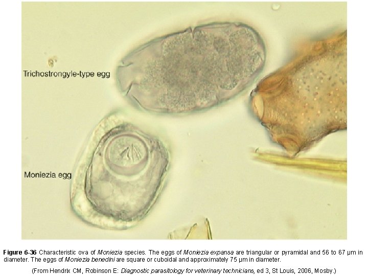 Figure 6 -36 Characteristic ova of Moniezia species. The eggs of Moniezia expansa are
