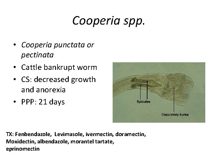 Cooperia spp. • Cooperia punctata or pectinata • Cattle bankrupt worm • CS: decreased
