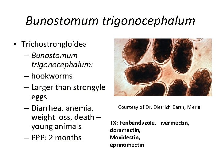 Bunostomum trigonocephalum • Trichostrongloidea – Bunostomum trigonocephalum: – hookworms – Larger than strongyle eggs