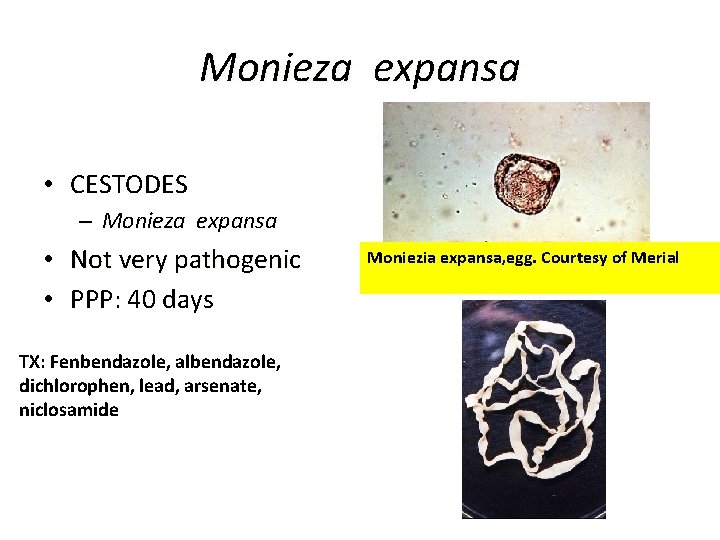 Monieza expansa • CESTODES – Monieza expansa • Not very pathogenic • PPP: 40