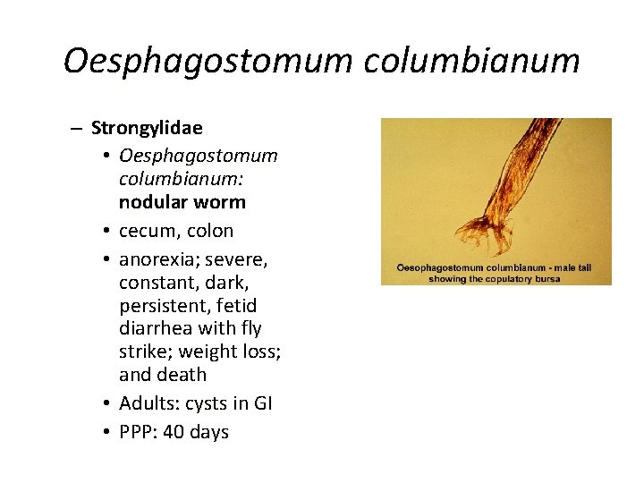 Oesphagostomum columbianum – Strongylidae • Oesphagostomum columbianum: nodular worm • cecum, colon • anorexia;