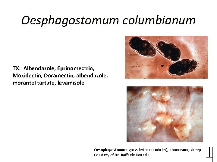 Oesphagostomum columbianum TX: Albendazole, Eprinomectrin, Moxidectin, Doramectin, albendazole, morantel tartate, levamisole Oesophagostomum gross lesions