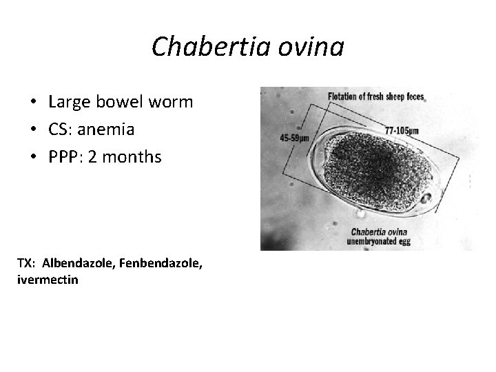 Chabertia ovina • Large bowel worm • CS: anemia • PPP: 2 months TX: