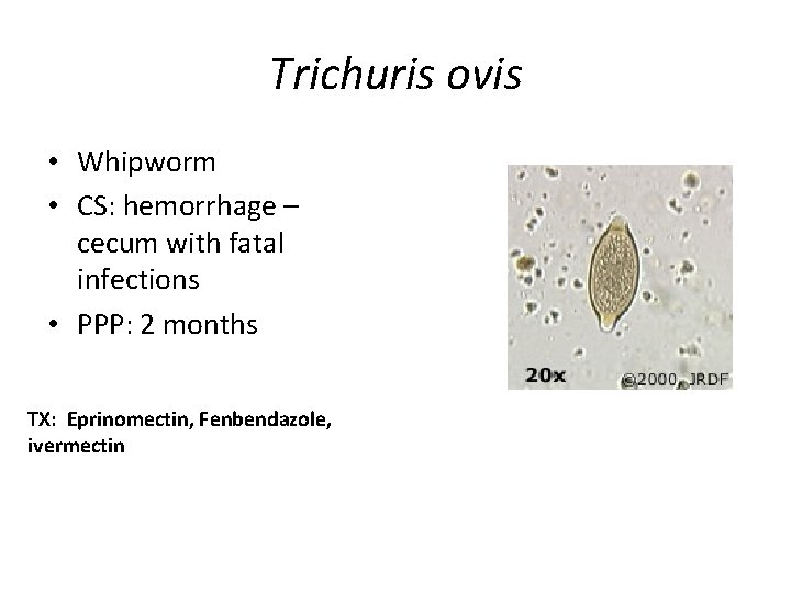 Trichuris ovis • Whipworm • CS: hemorrhage – cecum with fatal infections • PPP: