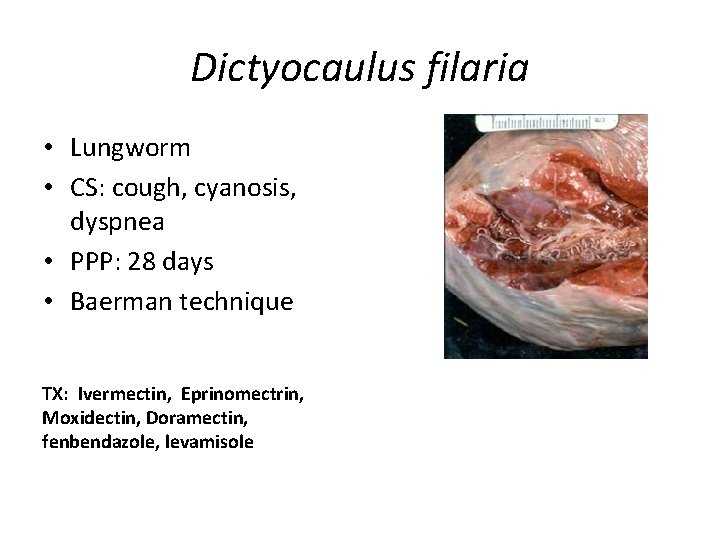 Dictyocaulus filaria • Lungworm • CS: cough, cyanosis, dyspnea • PPP: 28 days •