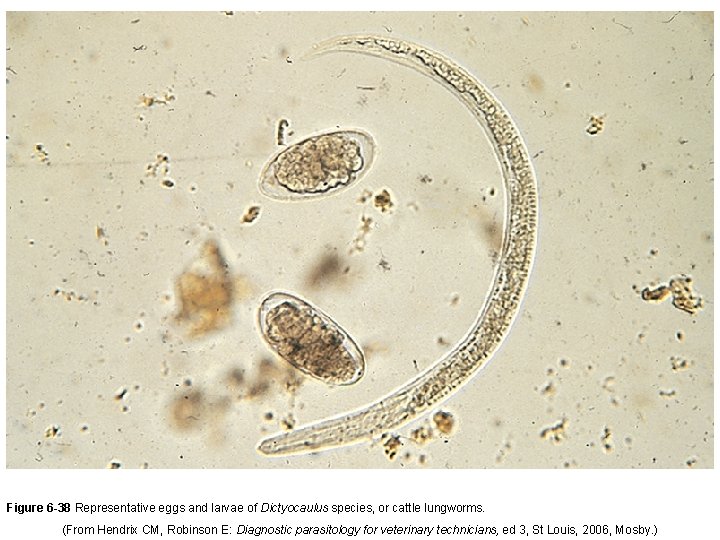 Figure 6 -38 Representative eggs and larvae of Dictyocaulus species, or cattle lungworms. (From
