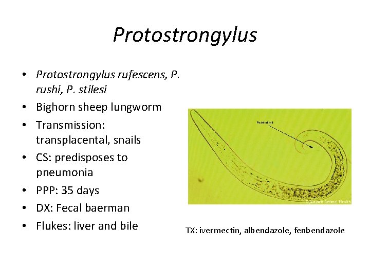 Protostrongylus • Protostrongylus rufescens, P. rushi, P. stilesi • Bighorn sheep lungworm • Transmission: