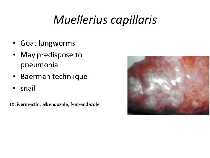 Muellerius capillaris • Goat lungworms • May predispose to pneumonia • Baerman techniique •
