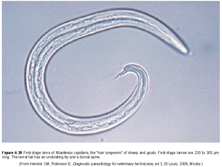 Figure 6 -39 First-stage larva of Muellerius capillaris, the “hair lungworm” of sheep and