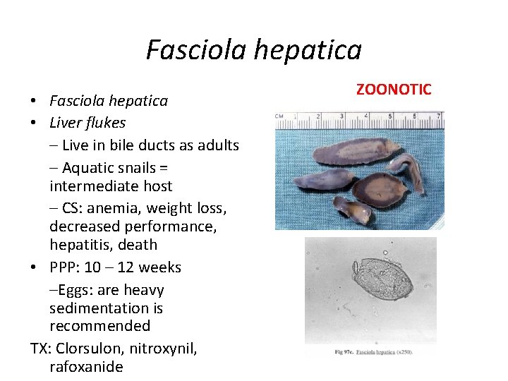Fasciola hepatica • Liver flukes – Live in bile ducts as adults – Aquatic