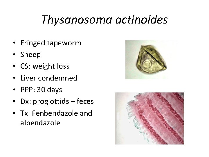 Thysanosoma actinoides • • Fringed tapeworm Sheep CS: weight loss Liver condemned PPP: 30