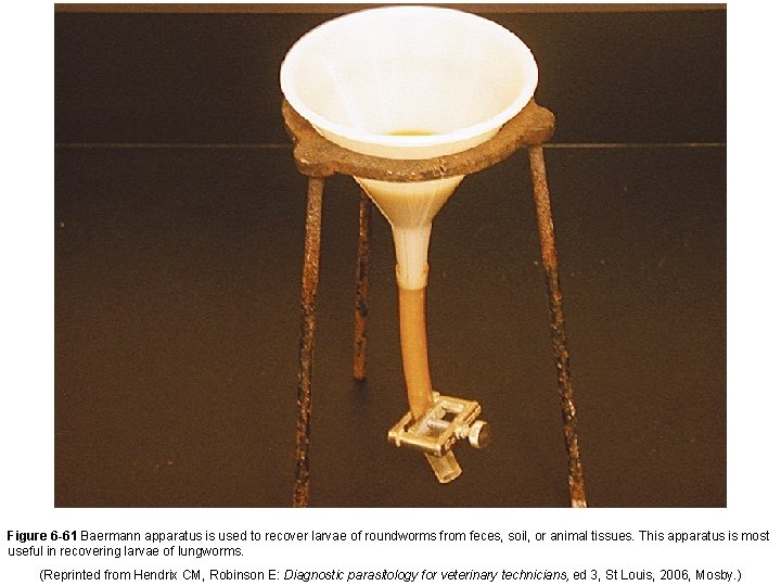 Figure 6 -61 Baermann apparatus is used to recover larvae of roundworms from feces,