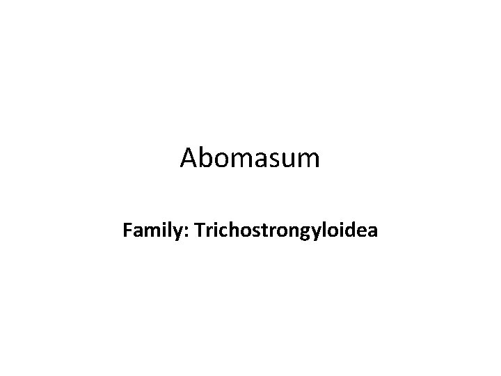 Abomasum Family: Trichostrongyloidea 