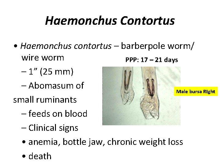 Haemonchus Contortus • Haemonchus contortus – barberpole worm/ wire worm PPP: 17 – 21