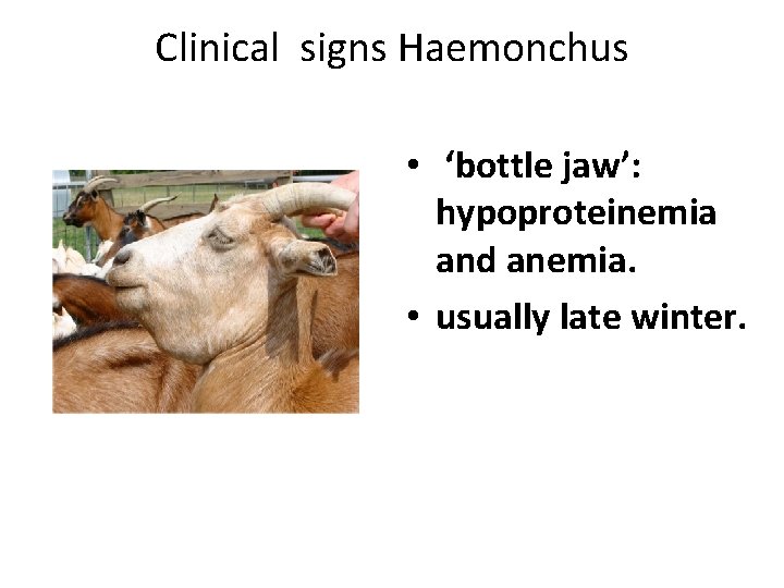 Clinical signs Haemonchus • ‘bottle jaw’: hypoproteinemia and anemia. • usually late winter. 