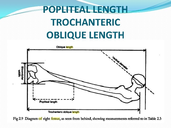 POPLITEAL LENGTH TROCHANTERIC OBLIQUE LENGTH 