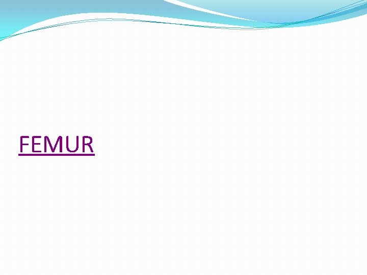 FEMUR 