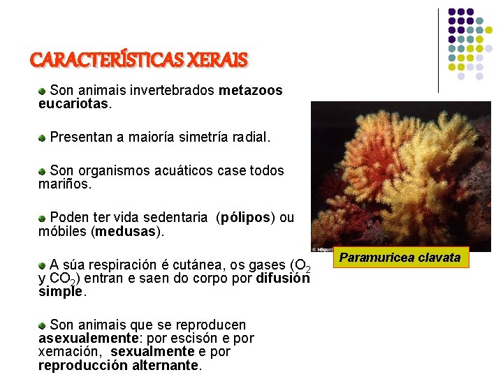 CARACTERÍSTICAS XERAIS Son animais invertebrados metazoos eucariotas. Presentan a maioría simetría radial. Son organismos