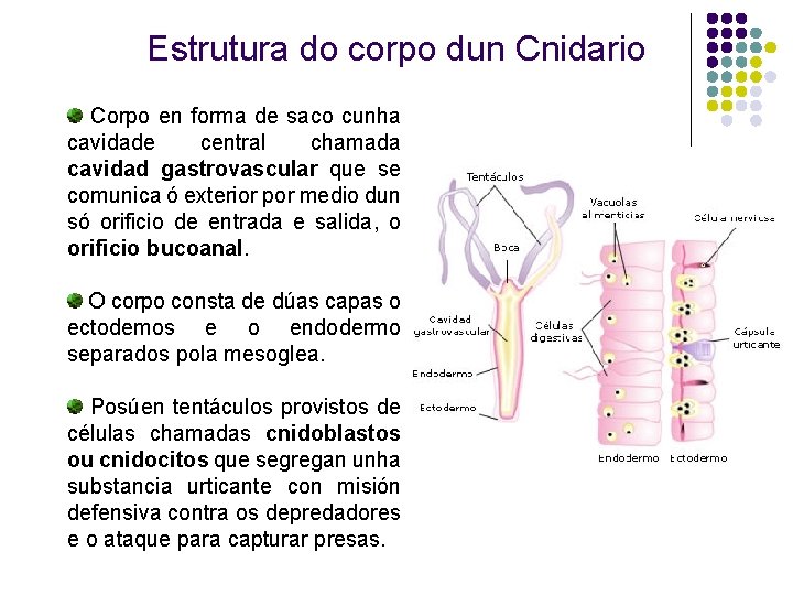 Estrutura do corpo dun Cnidario Corpo en forma de saco cunha cavidade central chamada