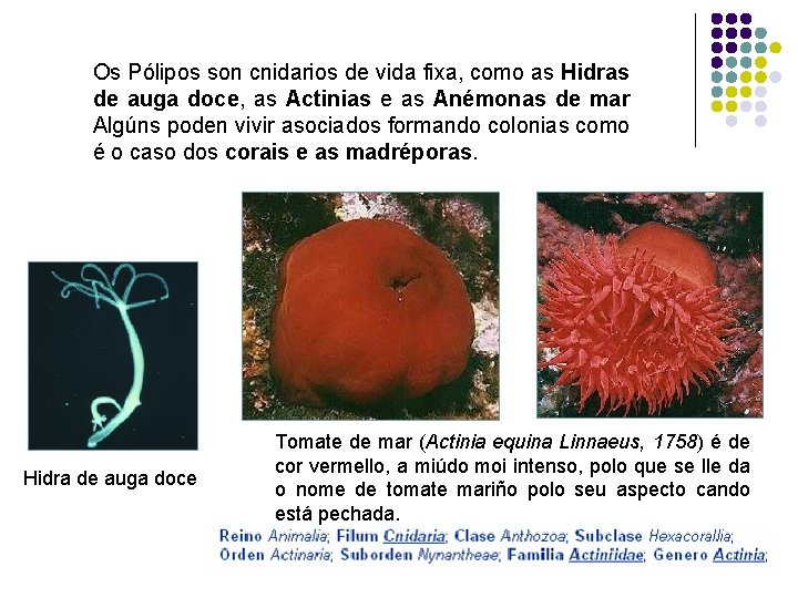 Os Pólipos son cnidarios de vida fixa, como as Hidras de auga doce, as