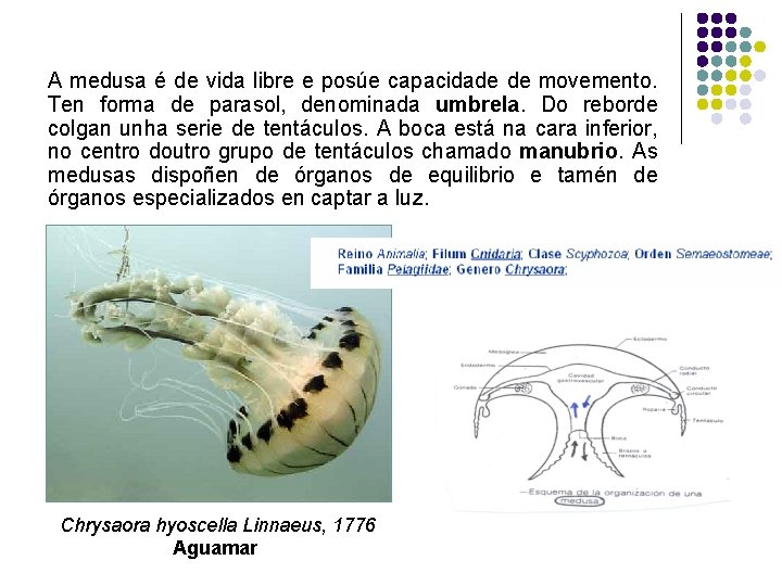 A medusa é de vida libre e posúe capacidade de movemento. Ten forma de