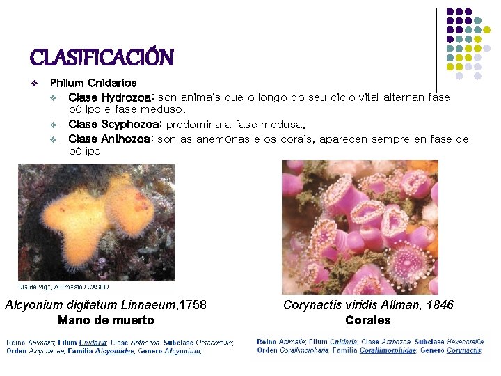 CLASIFICACIÓN v Philum Cnidarios v Clase Hydrozoa: son animais que o longo do seu