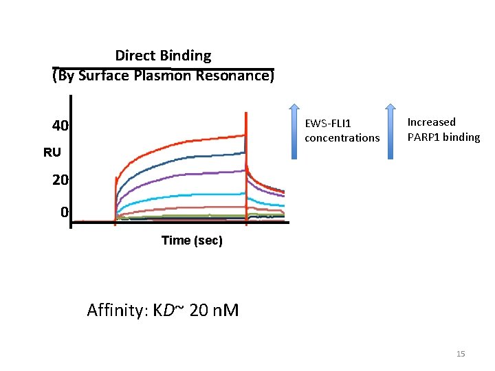 Direct Binding (By Surface Plasmon Resonance) 40 EWS-FLI 1 concentrations Increased PARP 1 binding