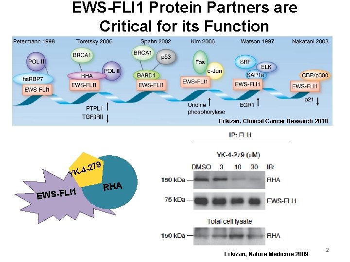 EWS-FLI 1 Protein Partners are Critical for its Function Erkizan, Clinical Cancer Research 2010