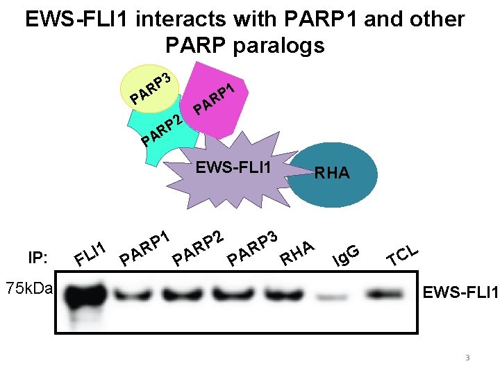 EWS-FLI 1 interacts with PARP 1 and other PARP paralogs 3 P R 1