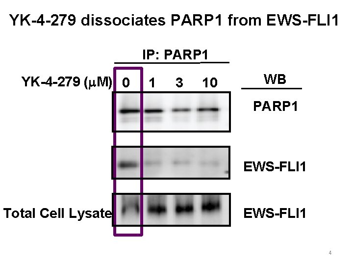 YK-4 -279 dissociates PARP 1 from EWS-FLI 1 IP: PARP 1 YK-4 -279 (m.
