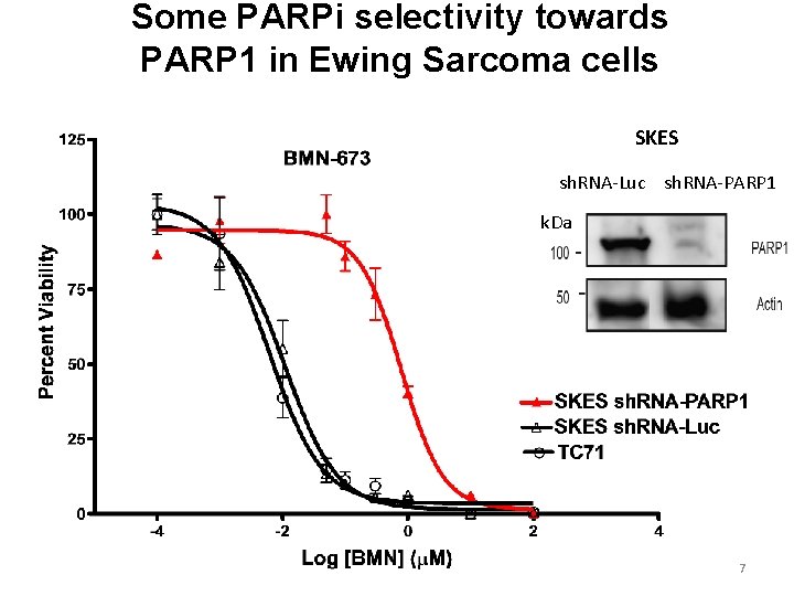 Some PARPi selectivity towards PARP 1 in Ewing Sarcoma cells SKES sh. RNA-Luc sh.