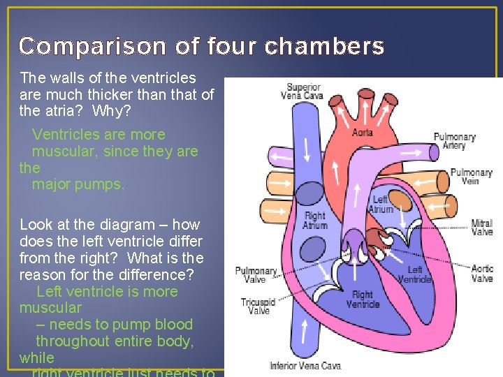 Comparison of four chambers The walls of the ventricles are much thicker than that