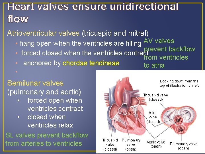 Heart valves ensure unidirectional flow Atrioventricular valves (tricuspid and mitral) • hang open when