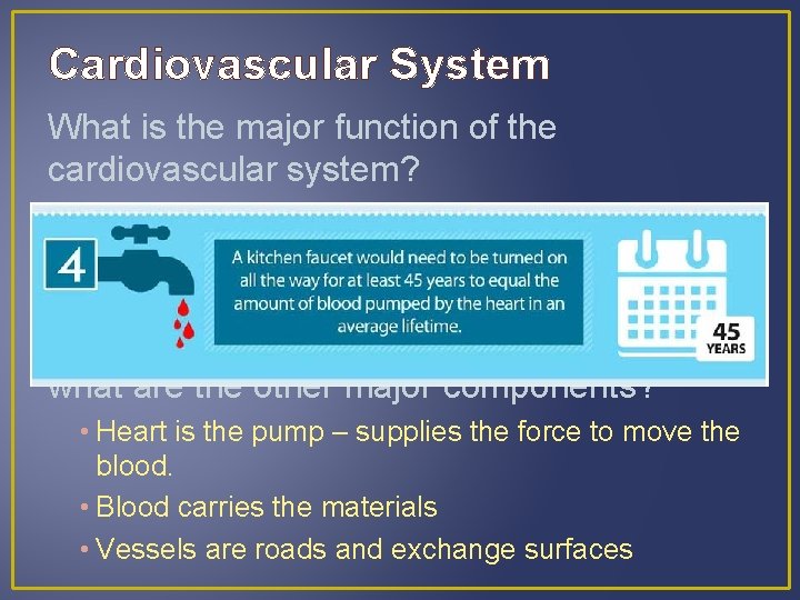 Cardiovascular System What is the major function of the cardiovascular system? • To transport