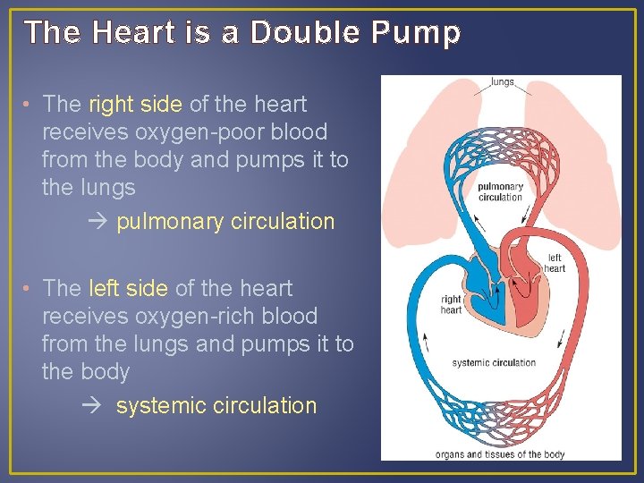 The Heart is a Double Pump • The right side of the heart receives