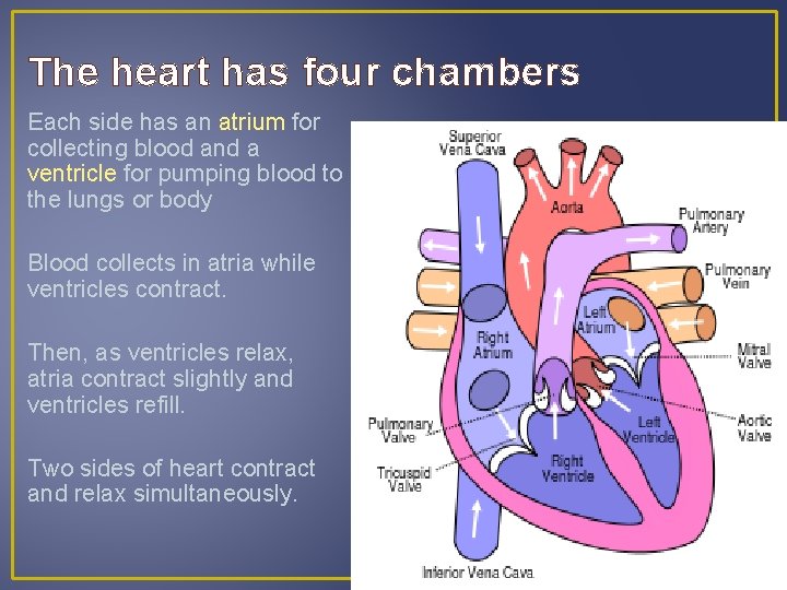 The heart has four chambers Each side has an atrium for collecting blood and