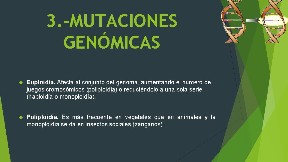 3. -MUTACIONES GENÓMICAS Euploidía. Afecta al conjunto del genoma, aumentando el número de juegos