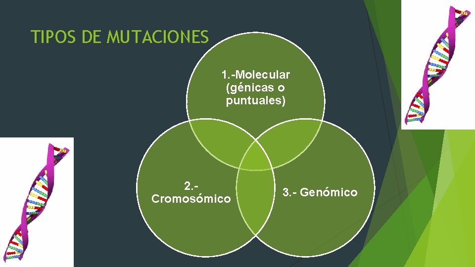 TIPOS DE MUTACIONES 1. -Molecular (génicas o puntuales) 2. - Cromosómico 3. - Genómico
