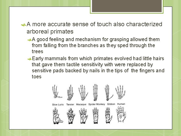  A more accurate sense of touch also characterized arboreal primates A good feeling