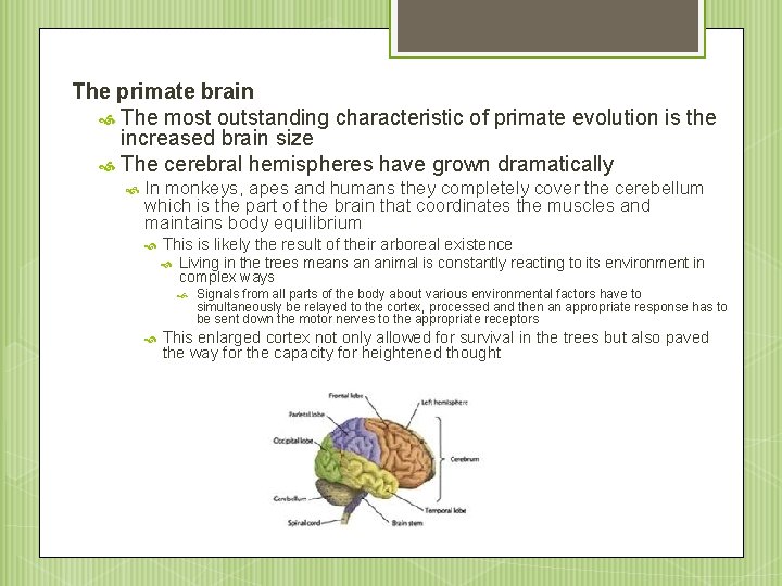 The primate brain The most outstanding characteristic of primate evolution is the increased brain