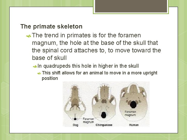 The primate skeleton The trend in primates is for the foramen magnum, the hole