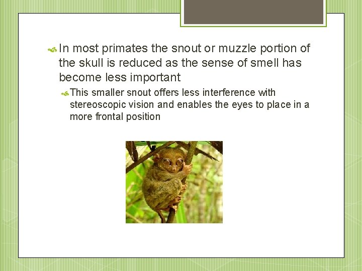  In most primates the snout or muzzle portion of the skull is reduced